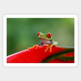 Red-eyed Tree Frog - Costa Rica Sticker